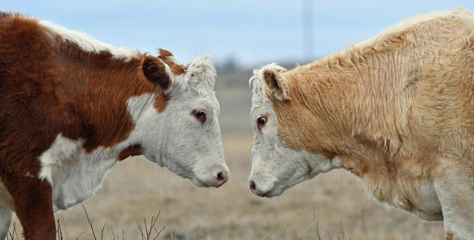 Two cows, one Hereford, One Hereford Charolais cross stare each other down before fighting by butting heads