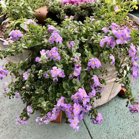 Purple flowering bacopa overflowing the side of a galvanized tub on a patio.