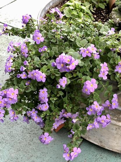 Another view of a purple flowering bacopa overflowing the side of a galvanized tub on a patio.