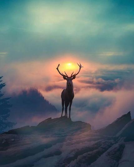A stag  framing the risen sun between his antlers