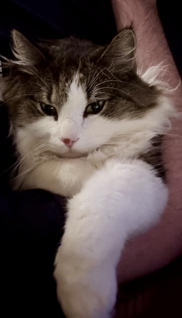 This image shows a fluffy cat with a white and gray fur coat. The cat has a white face with gray markings and long, flowing fur around its neck and ears. It is looking directly at the camera with a relaxed expression, nestled comfortably in someone's arms. The cat's front paws are visible, resting gently. The lighting is soft, giving the scene a cozy and serene atmosphere.