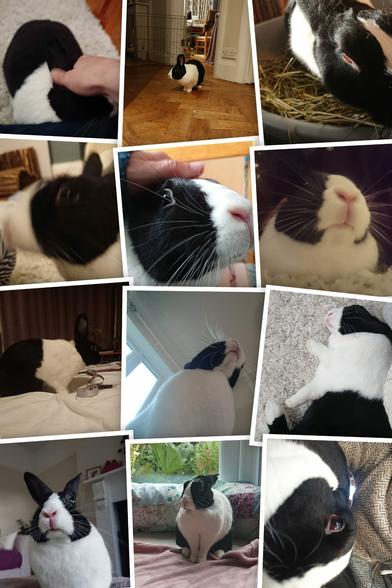A collection of photos of a Dutch rabbit over the last few years. She's doing a variety of things in the photos, including sleeping on her side, exploring, looking for snac, having cuddles and posing for the camera.