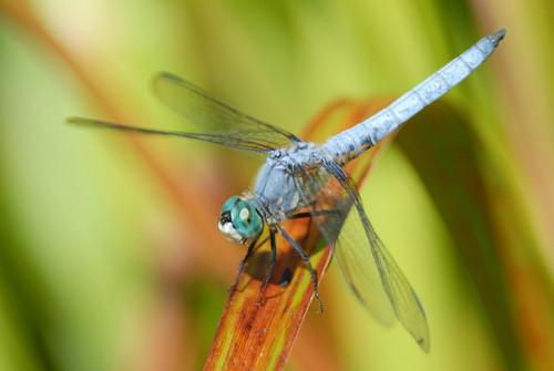 A picture of a real male blue dasher (Pachydiplax longipennis) by photography Michael Eckert. Ok, this one isn't me, but might as well pad it out to 4 images. The dragonfly is perching on a red plant, with its abdomen angled high up. It has turquoise compound eyes, a light blue body, and a silver face.