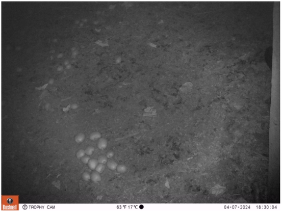 A night photo from a trail camera showing an empty leaf coloured ground with part of a fence post on the right and a pile of kiwifruit on the ground. Note the subtle lack of any deer or pigs (or any other animals) in this photo.