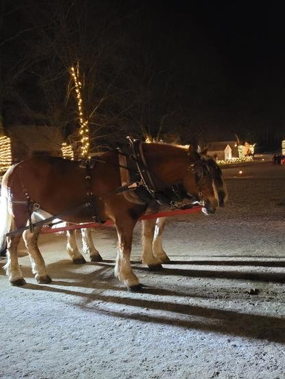 One of two teams of draft horses  pulling a wagonful of carolers.
