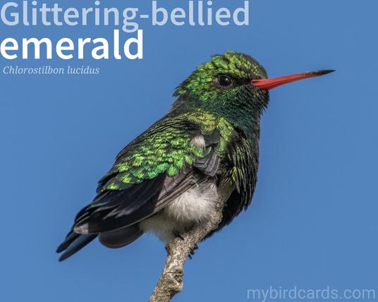🌎 Glittering-bellied emerald (Chlorostilbon lucidus) ♂

The Glittering-bellied emerald is a small hummingbird found in South America. Males have a shimmering green back, a blue-green throat, and a black-tipped red bill. Females are duller green with a black bill. They inhabit open areas with scattered trees, like gardens, parks, and forest edges. These hummingbirds are active and territorial, defending feeding areas from other birds. They feed on nectar from flowers and also catch insects in flight. GG 2024 (Edited)

Conservation status: Least Concern (IUCN 3.1)

📷: Photo by Beto_MdP via Pixabay 

PNPD