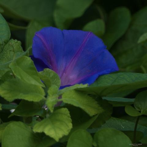 A purple Morning Glory glowing among lush foliage in low light.