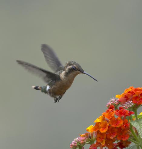 A photo of a tiny hummingbird flying with closed eyes toward a cluster of bright orange flowers made up of tiny florets. When you realize these flowers are Lantana, you understand how tiny this green and cinnamon colored hummingbird really is.  This is a female Little Woodstar. Huembo, Peru. Photo by Peachfront. Nov 2024.