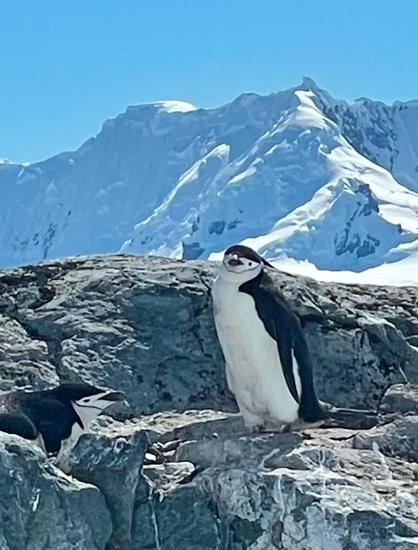 A chinstrap penguin in its nesting colony in Antarctica with snowy mountains in the background.