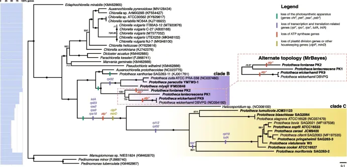 figure from the paper based on an evolutionary tree of a specific group of microbes