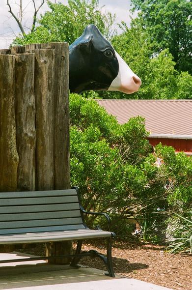 A dairy cow statue's head pokes out from behind a fence, with a bench in front of it. There is a bush and a red-roofed barn-like building in the background.