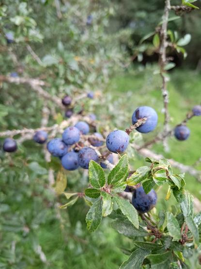 Sloe berries on the stem, small circular blackish-blue matte berries on a blackthorn bush.