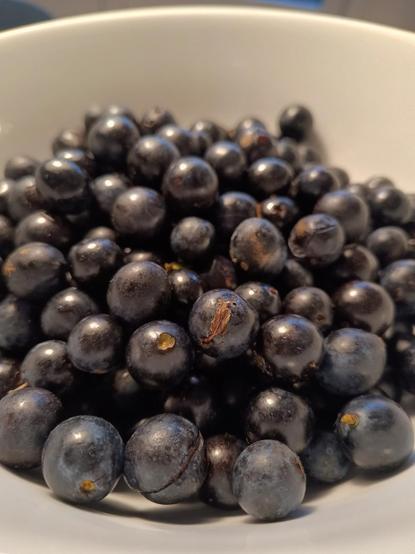 Picked sloe berries, cleaned and in a white bowl