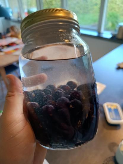Sloe berries in a closed jar with clear gin poured over them