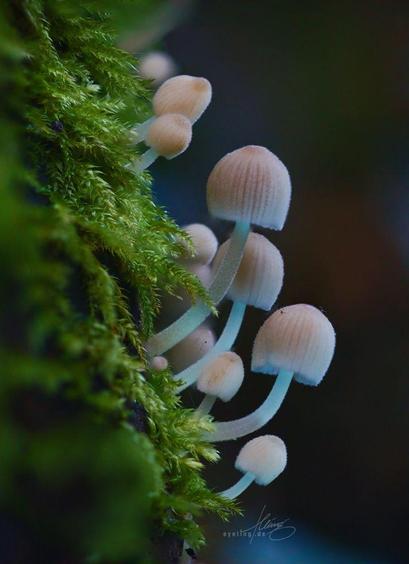 a colony of tiny muschrooms with tender white stems growing out of a thick wall of moss that almost dwarves them. A tiny bit of sideways blacklight provides a cool blueish glow to them.