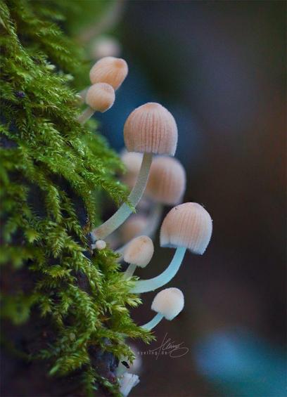 Same subject and frame, slightly different DOF and slightly warmer colours due to ambient light changes