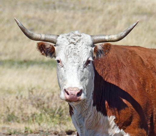 A Horned Hereford Cow