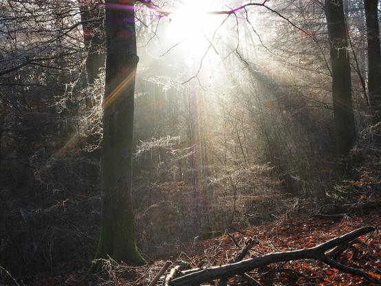 Sun dazzling the forest and the cobwebs.