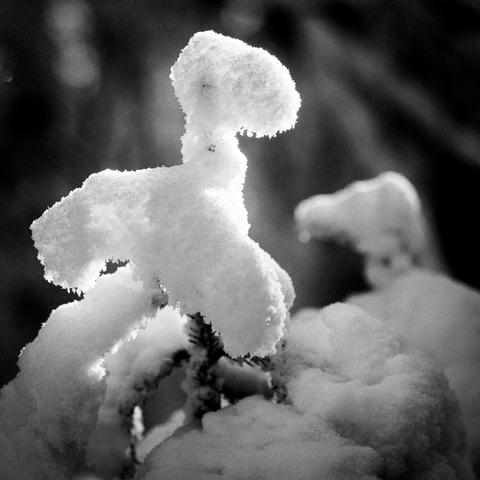 Two animal-like formations from snow, on twigs. B&W square photo.