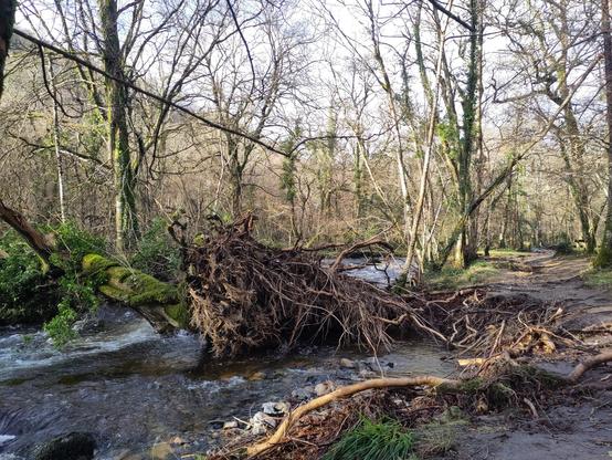 a photo of a large fallen tree across the river bovey, with roots ripped up from the ex-path