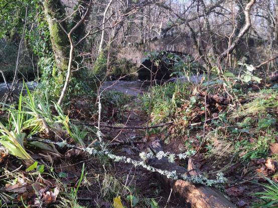 a photo of a fallen lichen colony on a tree branch, with a stone arch bridge over the river Bovey in the background