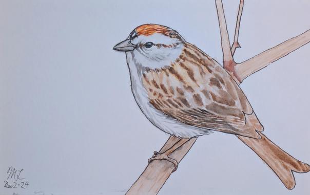 A sketch in watercolor and ink of a chipping sparrow sitting on a branch. The background is left blank.