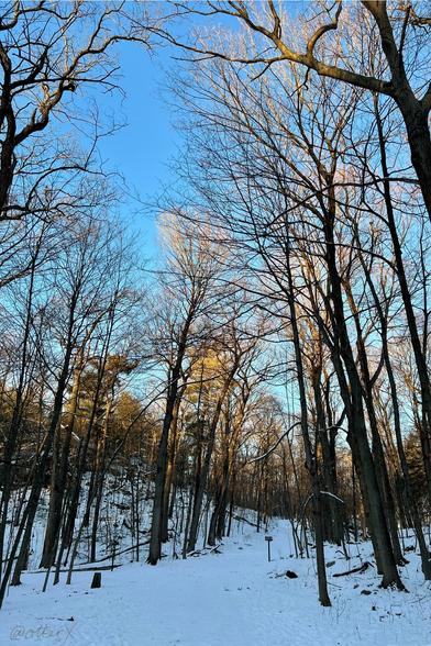 Vertical photo of the snow covered trail in eastern Massachusetts. The leafless tree canopies are lit by the setting sun against the cold blue sky. It screams December. It was -7℃ and no one was on the trail when I took this picture.