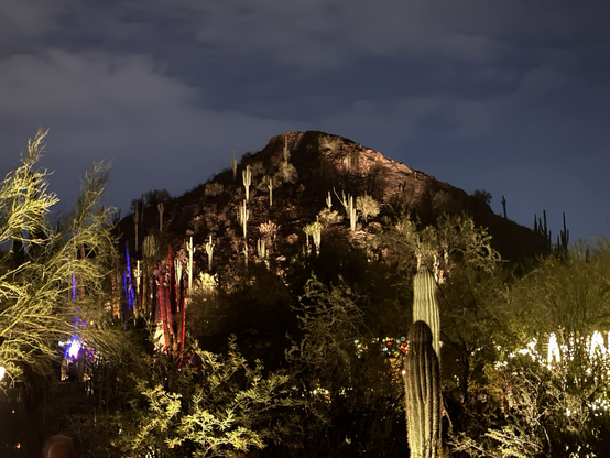 A hill covered with cactus lit up at the Phoenix Desert Botanical Garden.