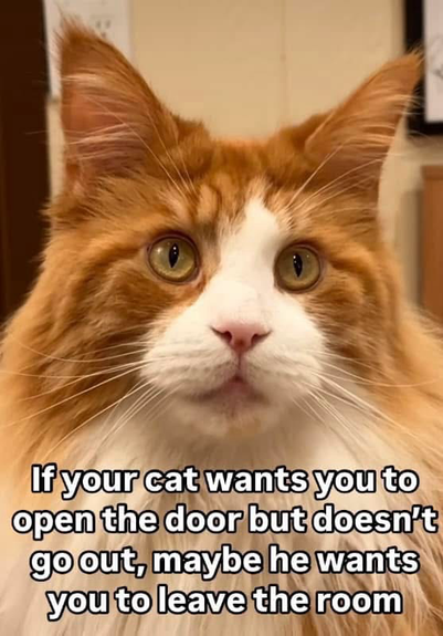 If your cat wants you to open the door but doesn't go out, maybe he wants you to leave the room