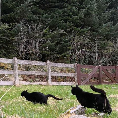 two tuxedo cats zooming in the garden