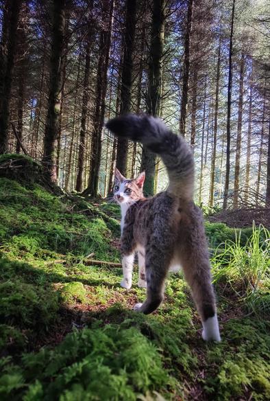 tabby tricolor cat in a patch of woodlands
