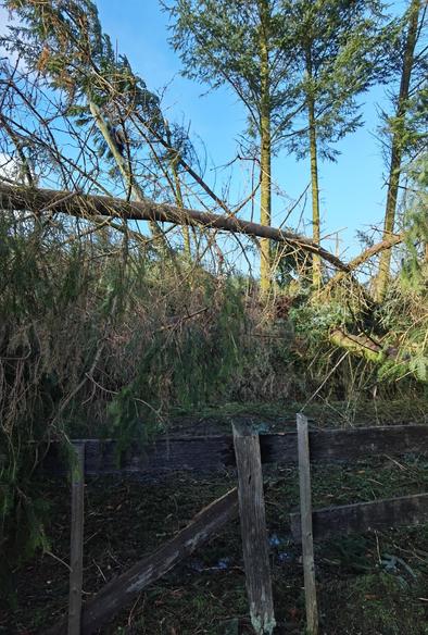the same garden covered by fallen trees