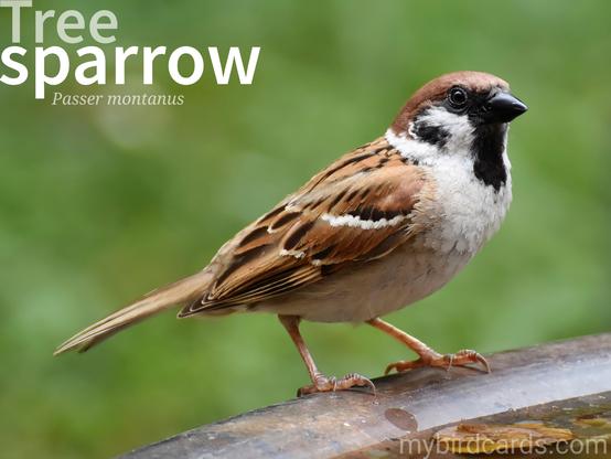 🌍🌏 Tree sparrow (Passer montanus)

The Tree sparrow, also known as the Eurasian tree sparrow, is a small bird with a brown cap, black throat, and a distinctive white cheek patch with a black spot. It is native to Europe and Asia, and is often found in gardens, parks, and farmland. They are social birds that live in flocks, and their calls are high-pitched and twittering. 1.5 Flash (Edited)

Conservation status: Least Concern (IUCN 3.1), although large declines have been seen in western European populations, in part due to increasing pesticide use in agriculture.

📷: Photo by Ralphs_Fotos via Pixabay 

WISY