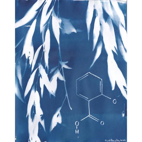 My 11” x 14” cyanotype print on water colour with the white silhouette image on blue of two leafy weeping willow branches up the right and left sides and a large salicylate molecule in the middle