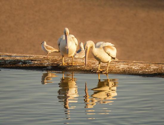 Pelicans stand on a concrete ledge by the water, their reflections mirrored on the calm surface. Two smaller birds join them, creating a peaceful scene in the warm sunlight. Photography by Debra Martz
