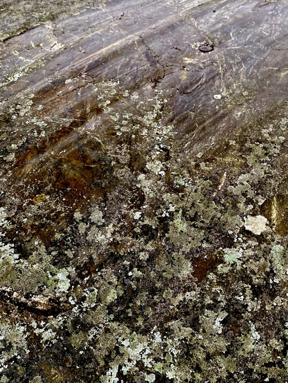 Glacial striations and lichen on Vancouver Island shoreline.