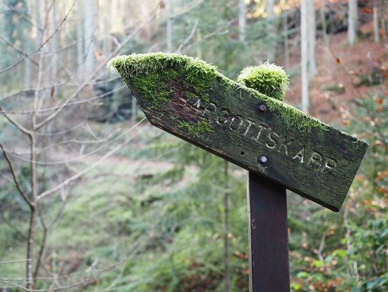 An unclear direction sign covered in moss in the forest.