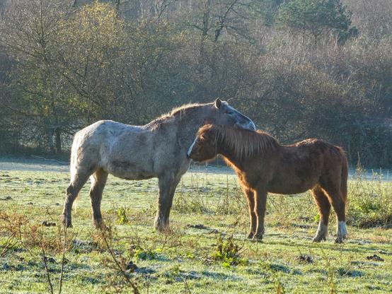 Un cheval appaloosa blanket (beige et blanc) et un poney alezan (marron roux) en train de se gratouiller mutuellement dans un pré sur fond de bosquet.