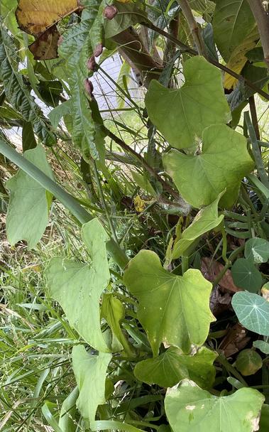 Large leaves of my choke shown as it starts climbing my loquat tree.
