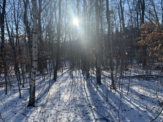 The sun rising over a frigid forest.