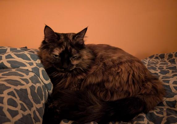 Photo of a longhaired tortoiseshell cat on a bed looking sleepy