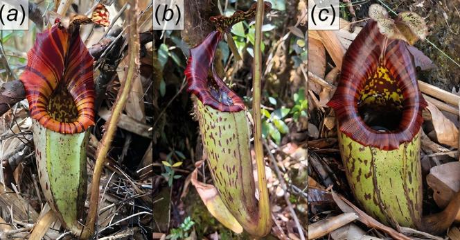 photos of carnivorous plants