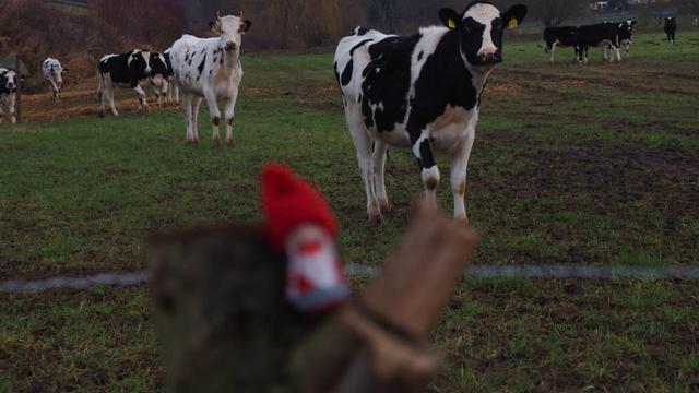 Wichtel unscharf
Rinder im Hintergrund