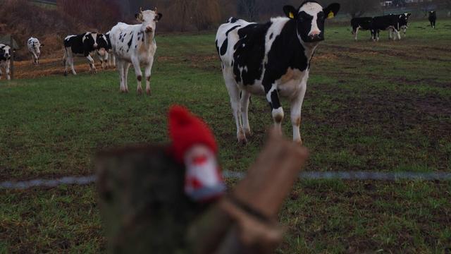 Wichtel unscharf auf einem Holzpflock. im Hintergrund Rinder
