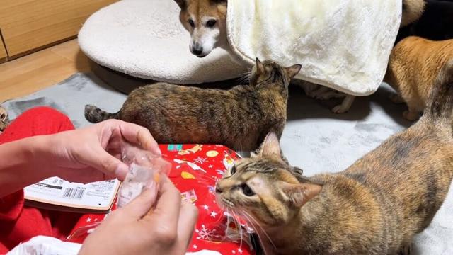 サンタクロース登場に大喜びの柴犬と猫たちが次から次へと集まりました！