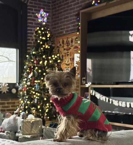 Yorkshire terrier in a green & red striped sweater sits in the foreground with wrapped presents and a decorated tree in the background