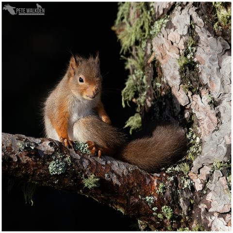A red squirrel grooming its bushy tail, whilst sitting in a pine tree.