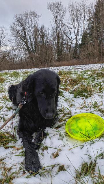 Emil fordert, dass die Frisbee geworfen werden soll.