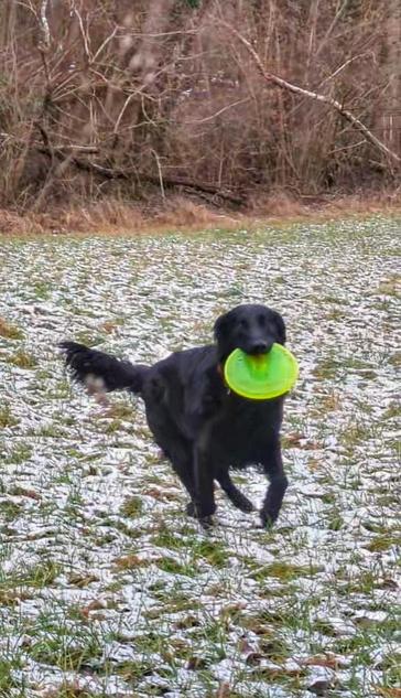 Emil bringt dir Frisbee.
