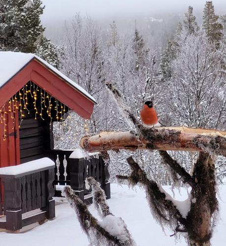 Photo of a dompap (Eurasian bullfinch) on the bird feeder outside our cabin window, with a little snow-covered stabbur, decorated with Christmas lights, seen in the background, and a snowy forest behind that.